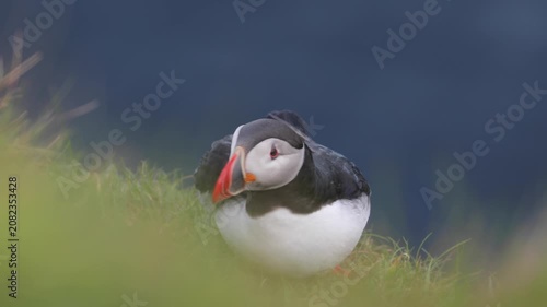Close-up of Atlantic Puffin on cliff edge in Faroe Islands