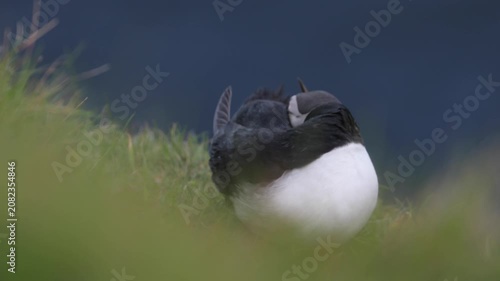 Close-up of Atlantic Puffin on cliff edge in Faroe Islands