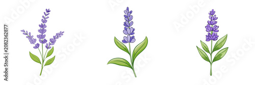 Set of Watercolor Lavender Sprigs with Green Leaves for Floral Designs