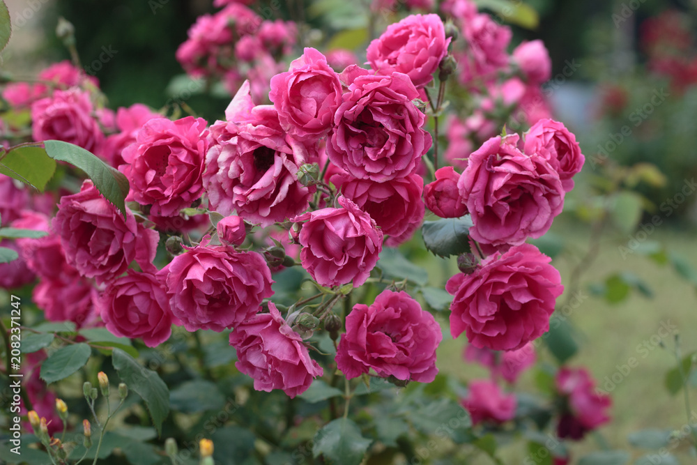 Obraz premium Beautiful pink roses bush in full bloom