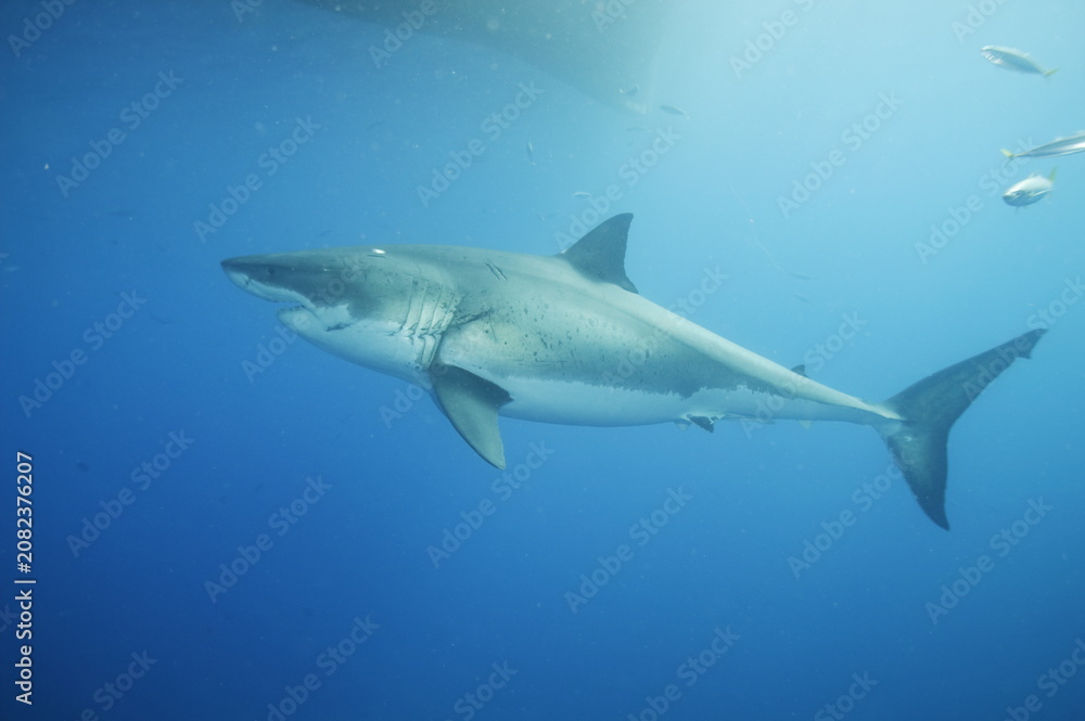 Fototapeta premium Great white shark in the Pacific Ocean