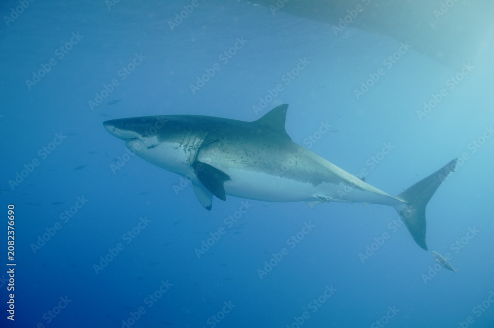 Fototapeta premium Great white shark in the Pacific Ocean
