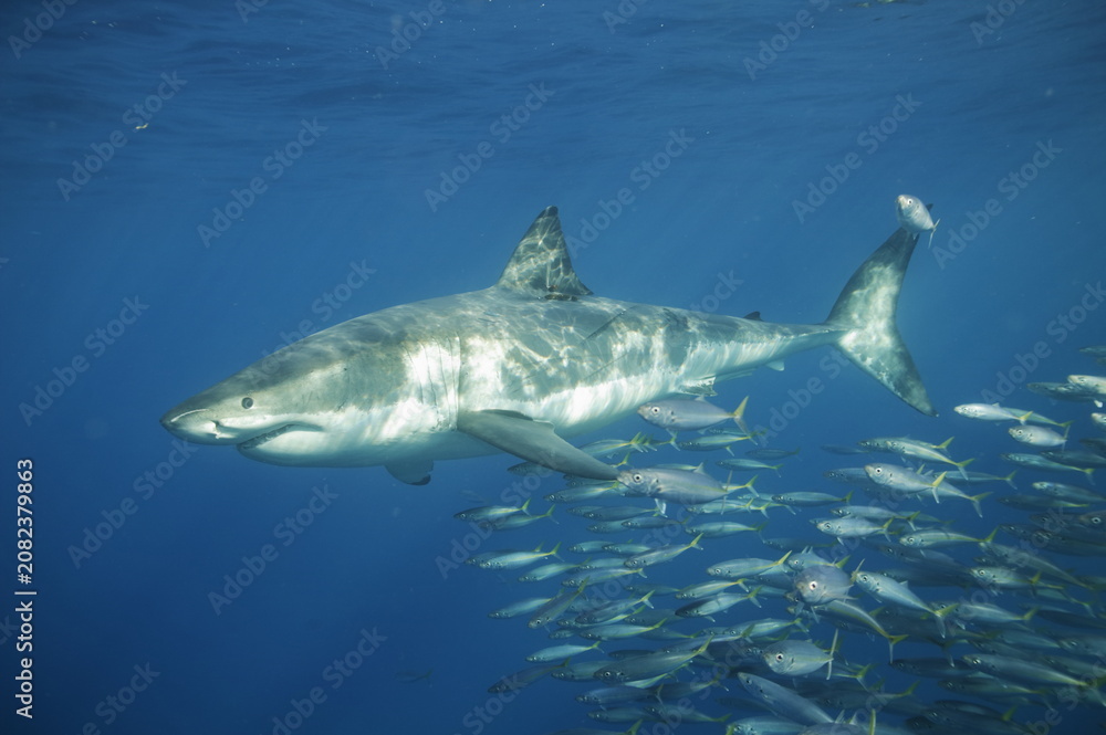 Naklejka premium Great white shark in the Pacific Ocean