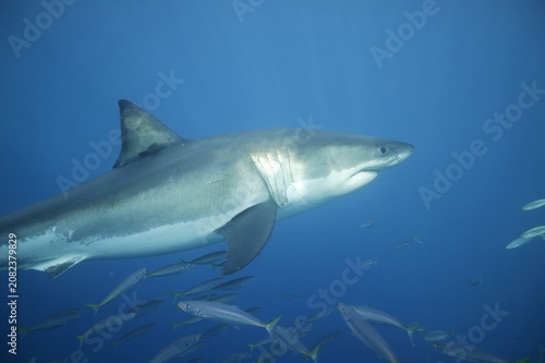 Great white shark in the Pacific Ocean