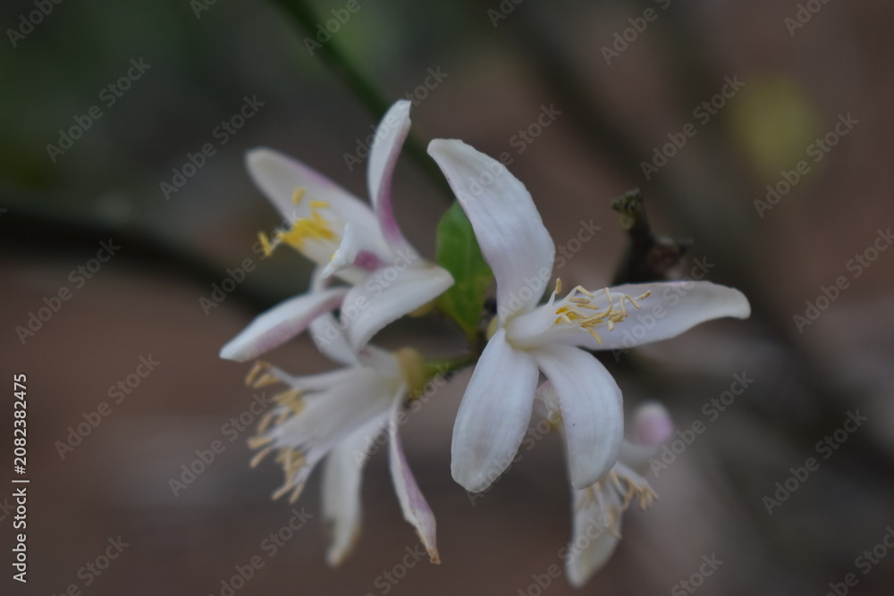 Fototapeta premium A beautiful macro shot of white lemon or citrus blossoms blooming on a branch with soft natural bokeh background.