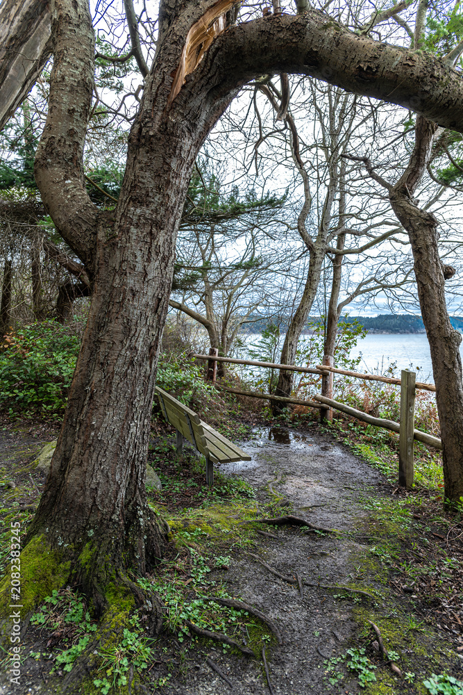 Fototapeta premium Loop Trail in the Camano Island State Park, WA