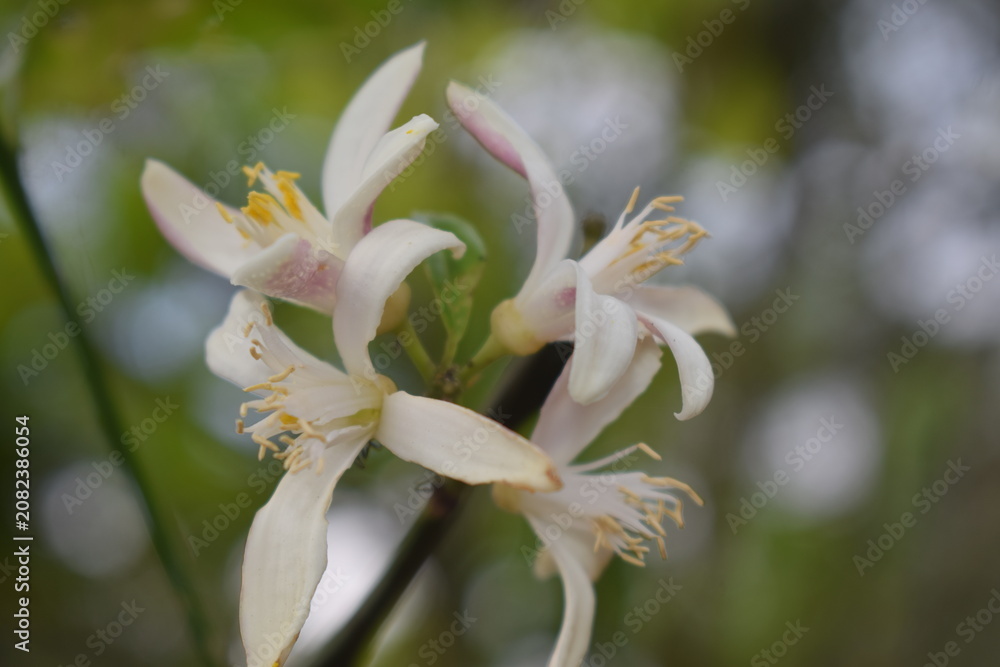 Fototapeta premium A beautiful macro shot of white lemon or citrus blossoms blooming on a branch with soft natural bokeh background.