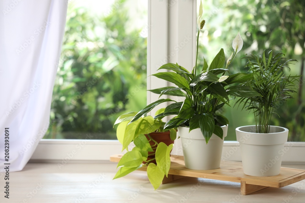 Fototapeta premium Potted houseplants on white wooden window sill indoors, space for text