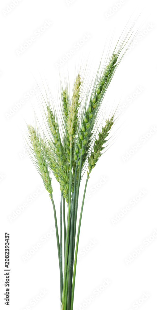 Fototapeta premium Bunch of green wheat spikes isolated on white