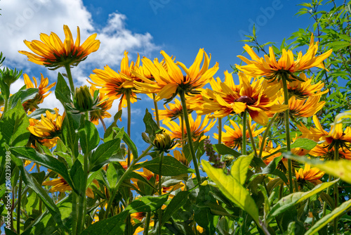 Canvastavla Rudbeckia black-eyed susan a view from underneath