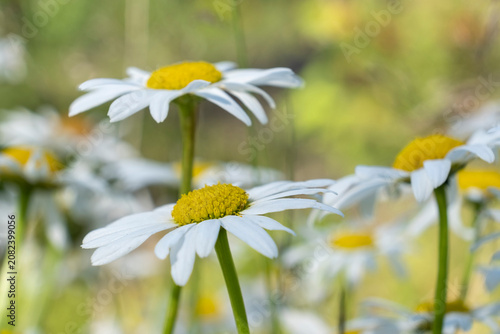 Canvastavla Oxeye Daisies Blooming in Summer Meadow