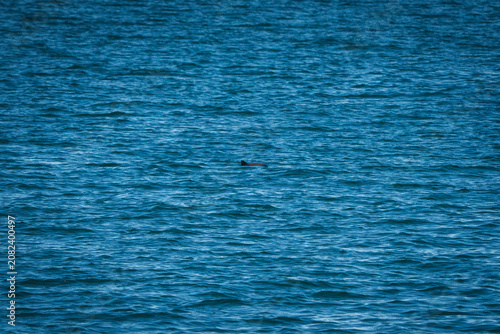 Quadro su tela Harbour Porpoise Surfacing in Coastal Waters on the Isle of Mull, Scotland