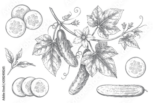 Canvastavla Cucumber botanical collection with vine, flowers, leaves, and sliced fruit in engraved line art