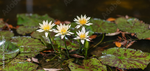 Vászonkép Elegant white flowering lily with leaves
