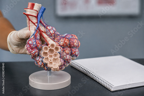 Alveoli Model with Capillary Network