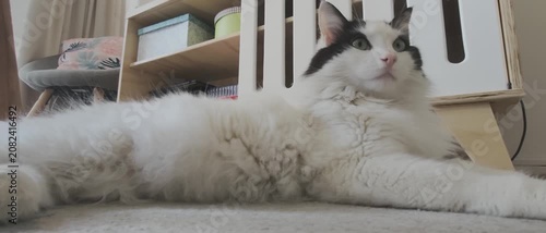Beautiful Wide Eyed Fluffy Long Haired White Domestic Cat with Black Markings Looking Alert on Indoor Floor inside Home
