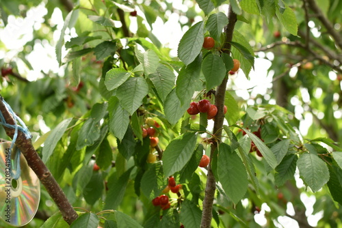 Картината върху платно Ripe red cherries growing on a cherry tree branch with a reflective bird deterrent disc hanging among the leaves in a summer orchard