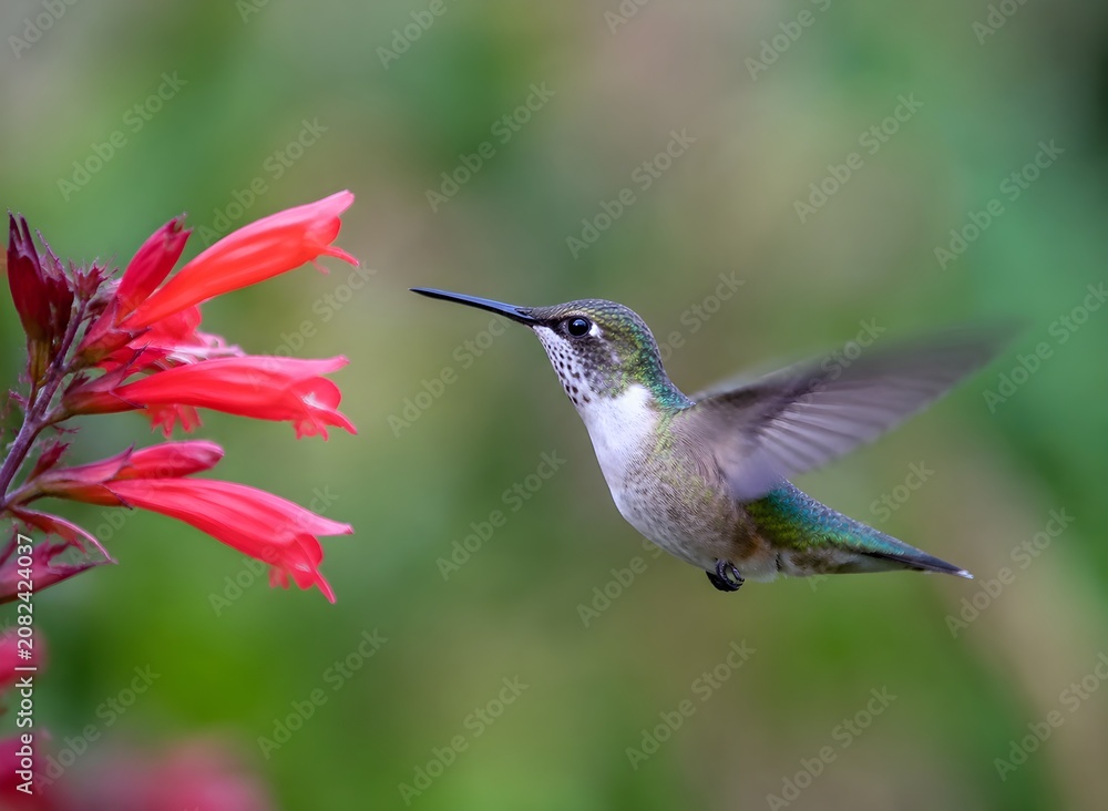 Fototapeta premium Beautiful Hummingbird Hovering For Split Second Near Bright Red Flower With Blurred Wings Darting Away