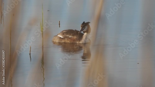 Podiceps cristatus. a waterfowl preens its feathers on a lake
