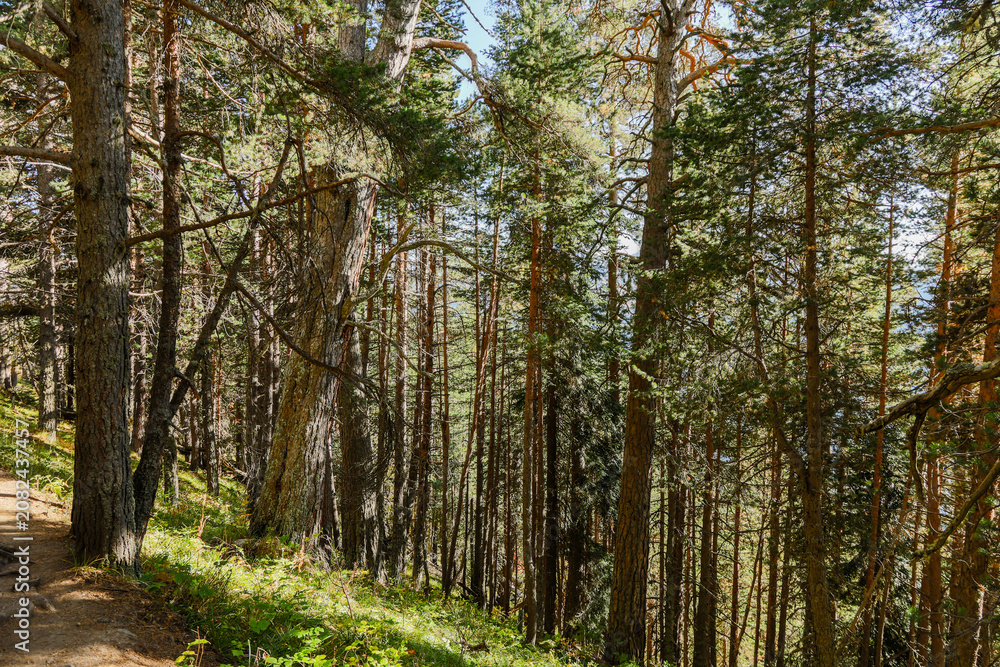 Fototapeta premium Horizontal pine forest trail on sunny mountain slope in Arkhyz Karachay Cherkessia Russia.