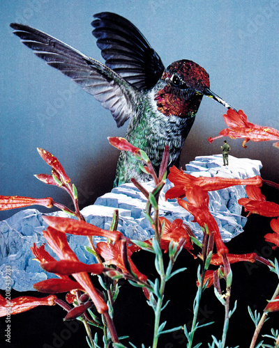 Konstfotografi Bird trainers are teaching giant hummingbirds new commands, transforming a snowy