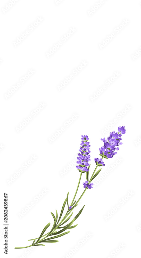 Obraz premium Elegant purple lavender bouquet on white, vector illustration