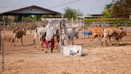 фотографія Farmer guiding calves and cows on rural farm during livestock herding