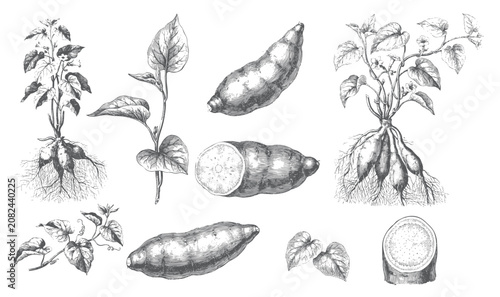 Fotografie Vintage sweet potato harvest illustration with plant roots, leaves, whole tubers, and cut pieces