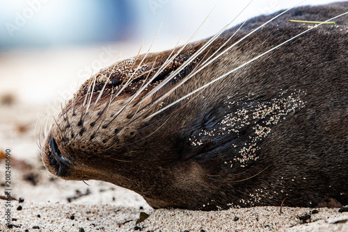 Vászonkép Close-Up Portrait of a Sleeping Galapagos Sea Lion