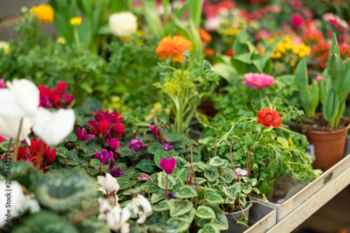 Fotografía best specimens of exotic ranunculus flower are displayed in window of flower sho