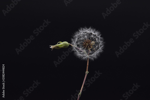 A delicate dandelion seed head and adjacent bud on a slender stem isolated on a black background, emphasizing fragile texture, botanical detail and themes of growth, transience and renewal.