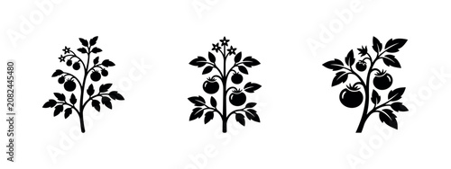Foto Set of tomato plant icons with flowers and fruit, representing growth stages