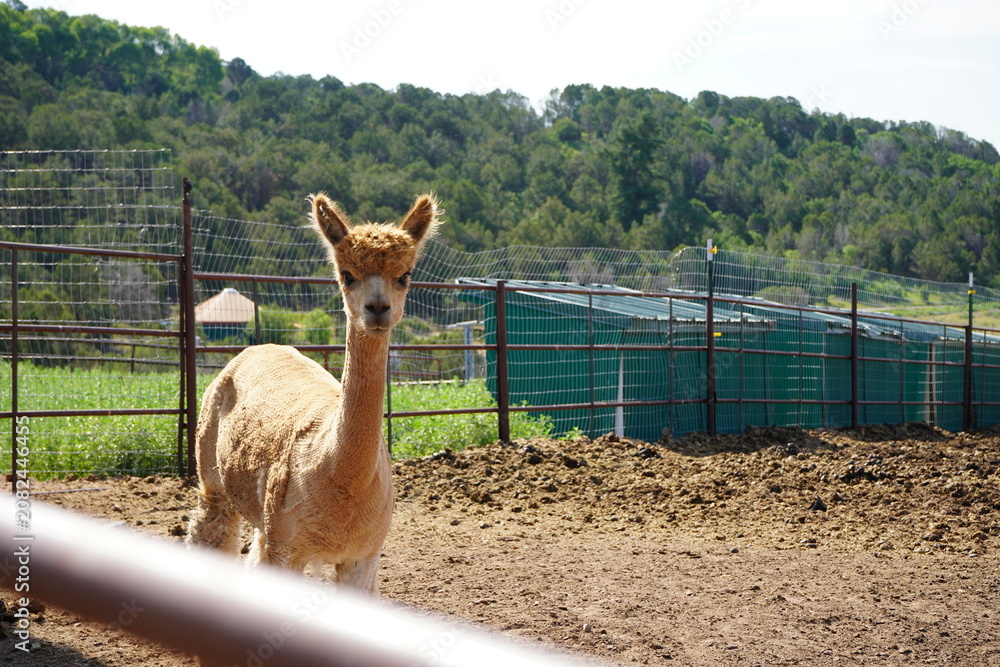 Obraz premium Alpaca