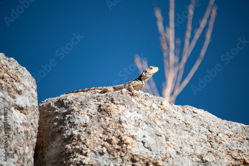 Canvas Print Lizard basking on a sunlit rock