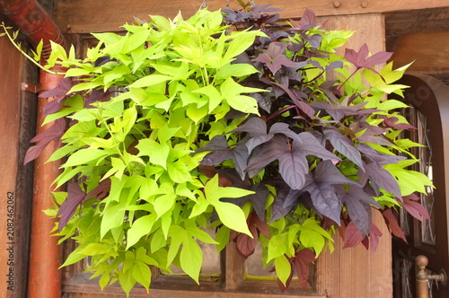 Lime Green And Purple Sweet Potato Vine Hanging Planter Over Wooden Window Box