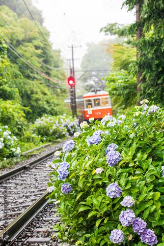 朝霧に包まれるあじさいと鉄道