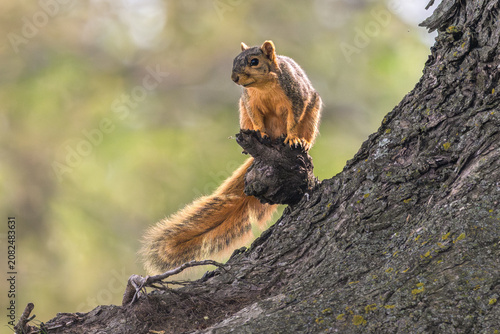 Obraz na plátně Eastern fox squirrel perched on the nub of a tree trunk.