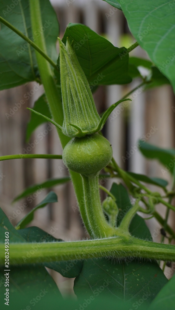 Obraz premium developing female flower bud on a pumpkin plant