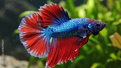 Slow Motion Close Up of a Betta Fish Spreading Its Fins Gracefully