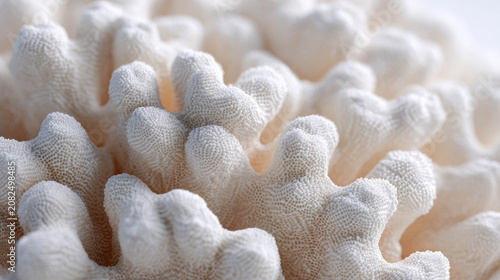 Close-up macro shot of a white coral structure, showcasing its intricate and delicate texture