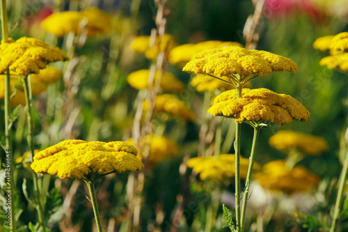 Fotografía yellow yarrow in the garden