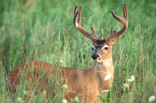 01982-025.15  White-tailed Deer (Odocoileus virginianus) 11-point buck in velvet, TN