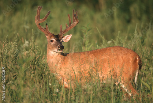 Φωτογραφία 01982-02601  White-tailed Deer (Odocoileus virginianus) 11-point buck in velvet,