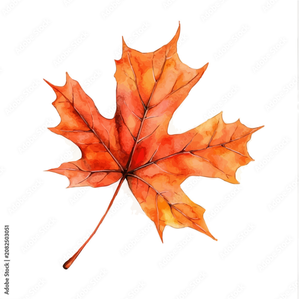 Fototapeta premium Fallen Maple Leaf, watercolor painting vector, isolated on a white background.