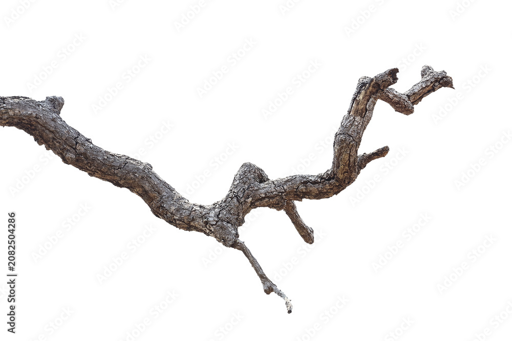 Fototapeta premium Dead branch with cracked bark isolated on transparent background.