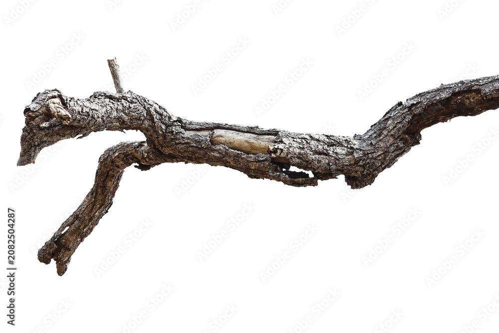 Fototapeta premium Dead branch with cracked bark isolated on transparent background.