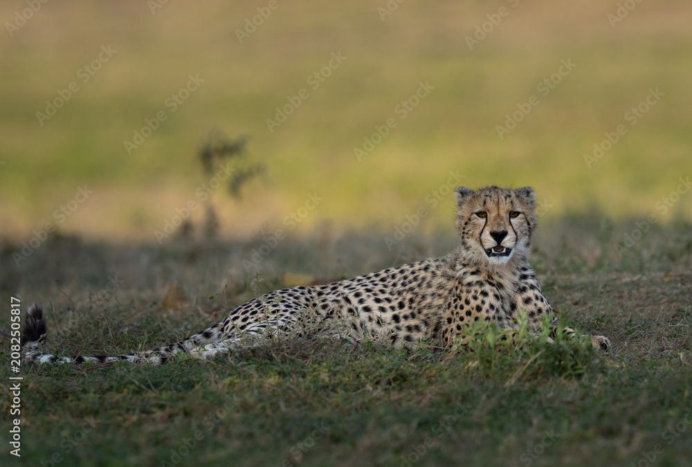 Naklejka premium A young cheetah is sitting up at sunset