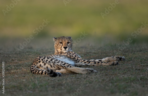 Photography Cheetah looking up from the grass taking a rest