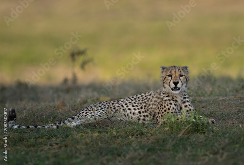 A young cheetah is sitting up at sunset