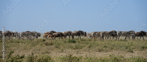 Start of a migration with wildebeest and zebra